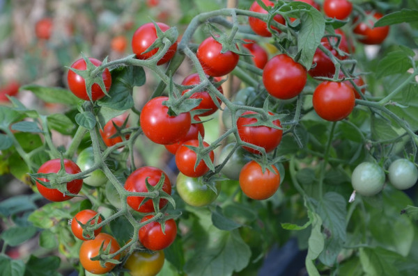 BIO-Pflanze Busch-Tomate Allgäuer Balkontomate