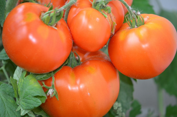BIO-Samen Tomate Fleisch- Bärentatze