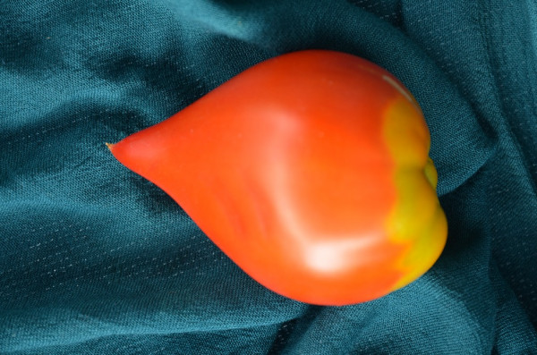 BIO-Samen Tomate Fleisch- Téton de Venus