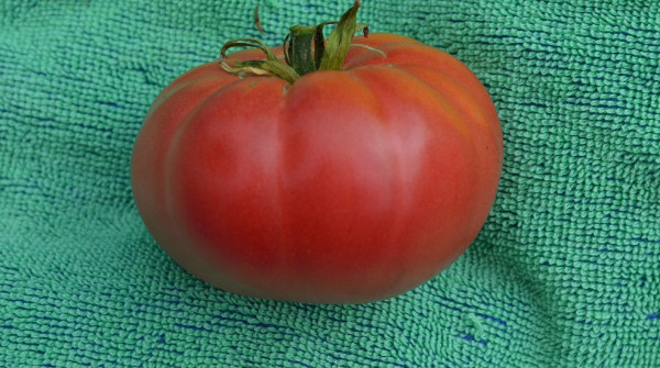 BIO-Samen Tomate Fleisch- Zarenglocke