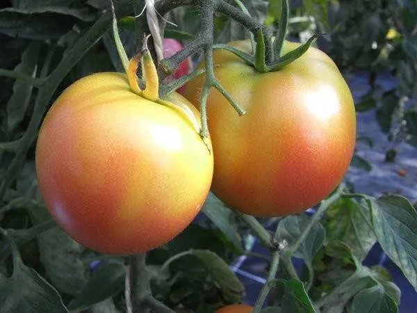 BIO-Samen Tomate Fleisch- Winterkeeper
