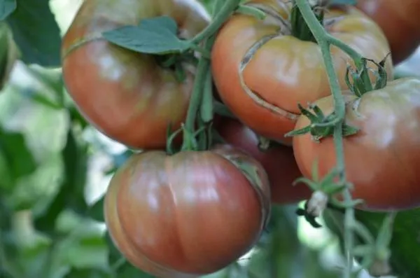 BIO-Samen Tomate Fleisch- Cherokee