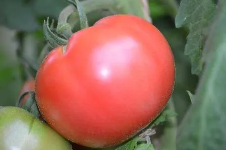 BIO-Samen Tomate Fleisch- Brandywine Sudduth