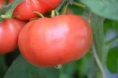 BIO-Samen Tomate Fleisch- Brandywine Pink