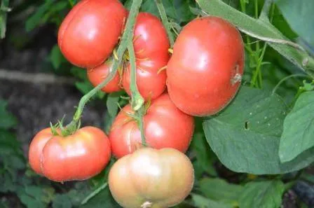 BIO-Samen Tomate Fleisch- Brandywine Joyse Strain