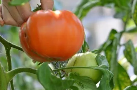 BIO-Samen Tomate Fleisch- RAF