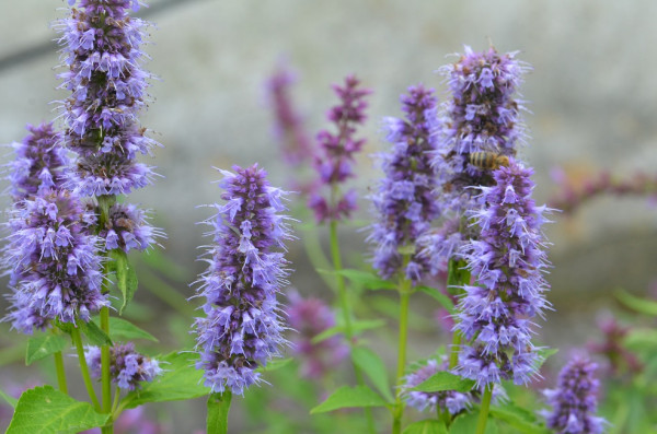 BIO-Kräuterpflanze Anisysop 'Blue Fortune'