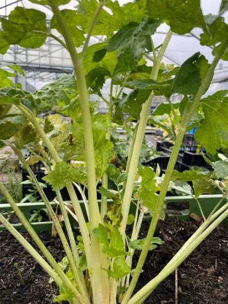 Bio-Gemüsepflanze Stangensellerie 9 cm Topf