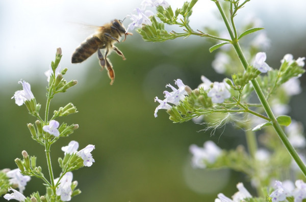BIO-Samen CAL Römische Minze Blue Cloud