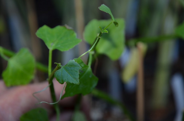 H4 Cissus, BIO-Pflanze