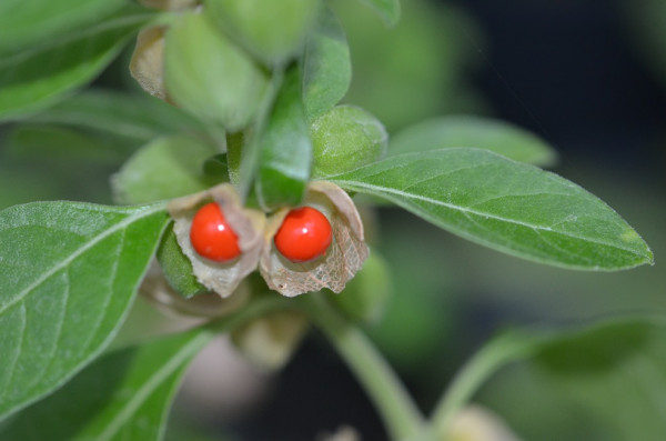 H4 Ashwagandha BIO-Pflanze