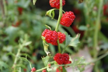 H1 Erdbeerspinat BIO-Pflanze