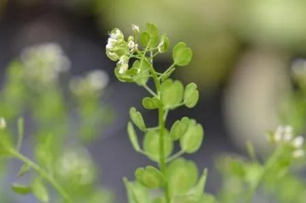 BIO-Samen CAP Hirtentäschel