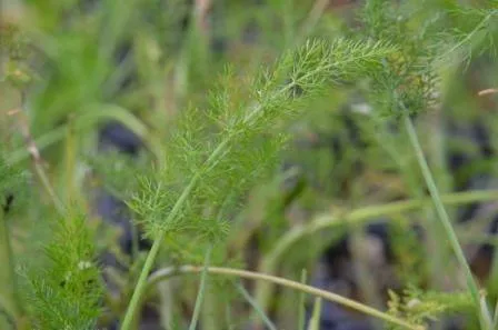 BIO-Samen FOE Gewürzfenchel