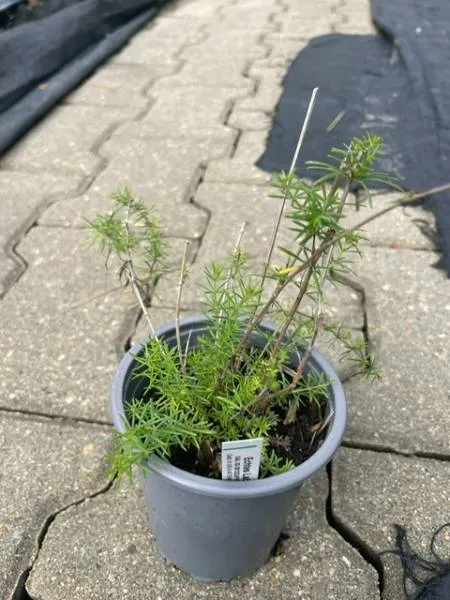 BIO-Pflanze Echtes Labkraut heimische Wildpflanze