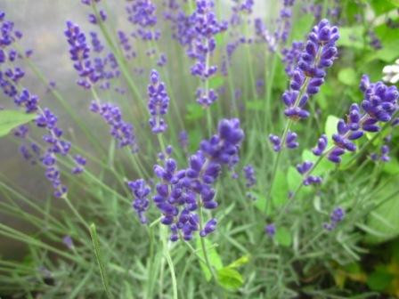 84191 Sperli Premium Lavendel Samen Blaues Wunder Tiefblauer Duftlavendel Lavendel Samen Mehrjährig Lavendel Saatgut 