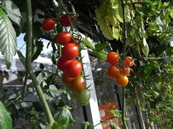 BIO-Pflanze Kirsch-Tomaten Rideau Sweet Alte Tomatensorte