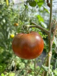 BIO-Samen Tomate Fleisch- Nyagous