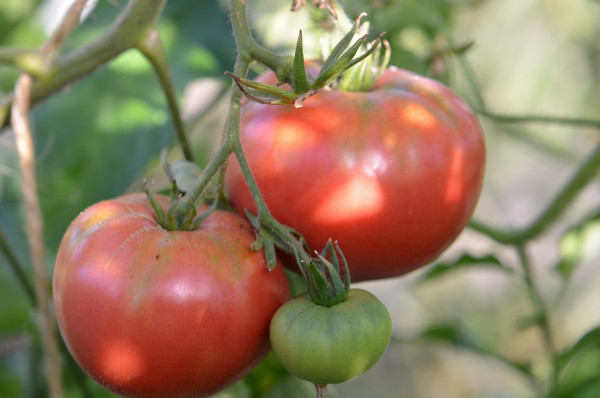 BIO-Samen Tomate Fleisch- Domaca Pfarrgarten
