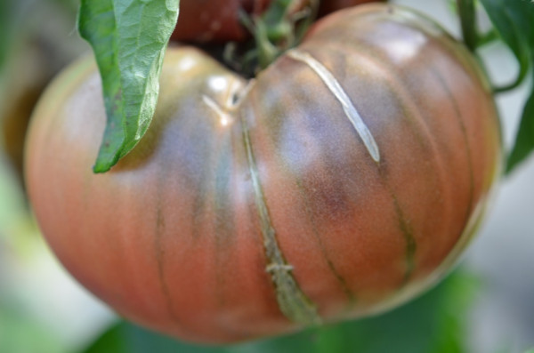 BIO-Samen Tomate Fleisch- Carbon