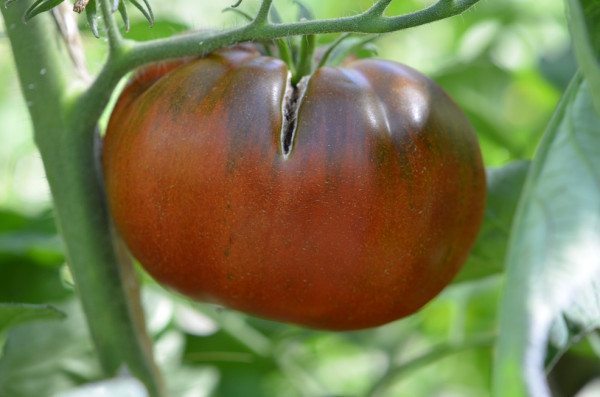BIO-Samen Tomate Fleisch- Arbuzniy