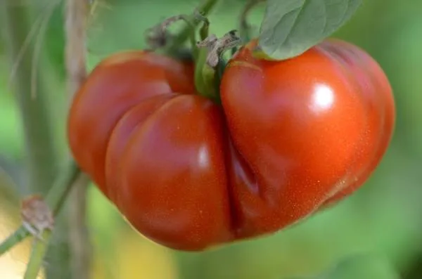 BIO-Samen Tomate Fleisch- Ficarazzi