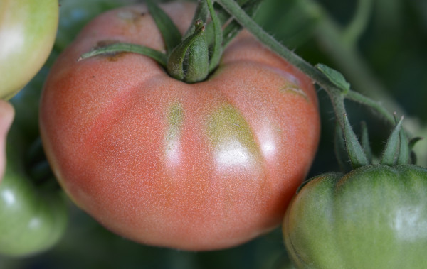 BIO-Samen Tomate Fleisch- Crimson