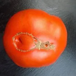 BIO-Samen Tomate Fleisch- Albero Italiano