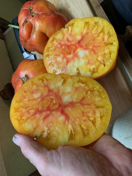 BIO-Samen Tomate Fleisch- 'Tuxhorn's Red&Yellow' Ananastomate