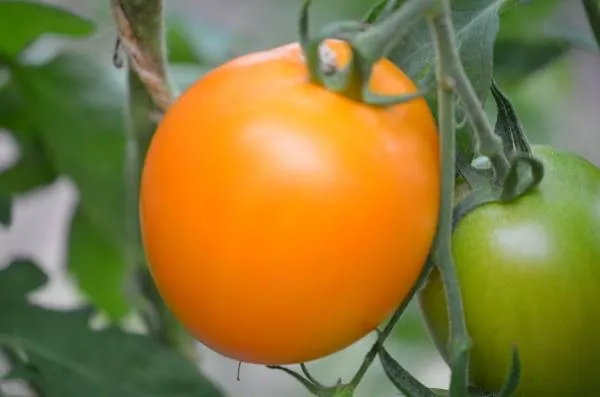 BIO-Samen Tomate Fleisch- Valencia