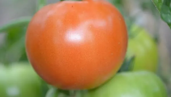 BIO-Samen Tomate Fleisch- Manitoba