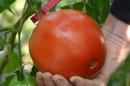 BIO-Samen Tomate Fleisch- Reif Red
