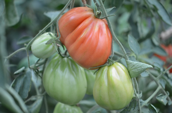 BIO-Pflanze Tomate Fleisch- Albenga Ochsenherz