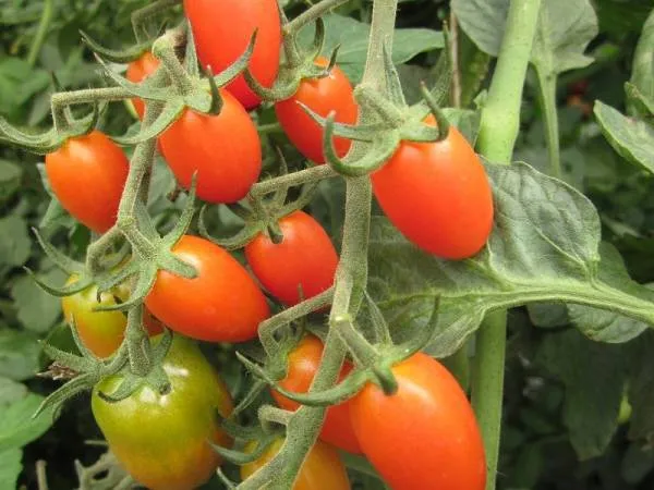 BIO-Samen Tomate Kirsch- Pomodorini Sardenga