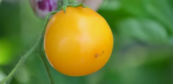 BIO-Samen Tomate Kirsch- Clou