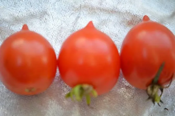 BIO-Samen Tomate Kirsch- Piennolo