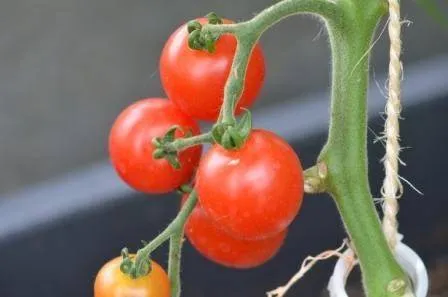 BIO-Samen Tomate Kirsch- Mei Wei