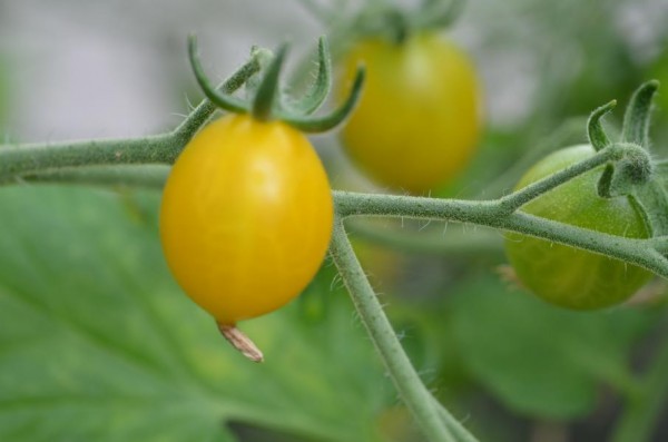 BIO-Samen Tomate Kirsch- Kleine Gelbe aus Estland
