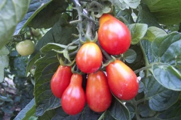 BIO-Samen Tomate Kirsch- Rosa Birne