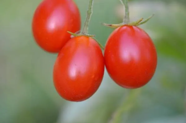 BIO-Samen Tomate Kirsch- Rosa Quartz MF