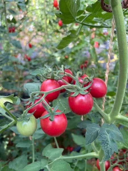 BIO-Samen Tomate Kirsch- Wickline