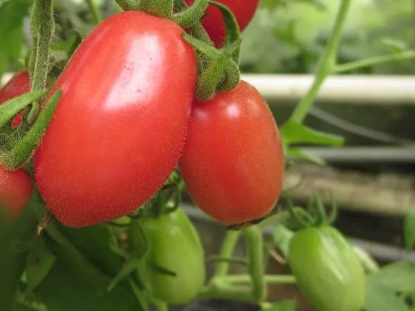 BIO-Samen Tomate Kirsch- Pfrontner Dattel