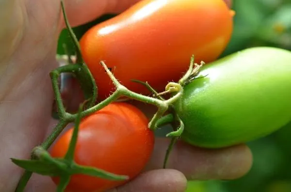 BIO-Samen Tomate Kirsch- Juliet