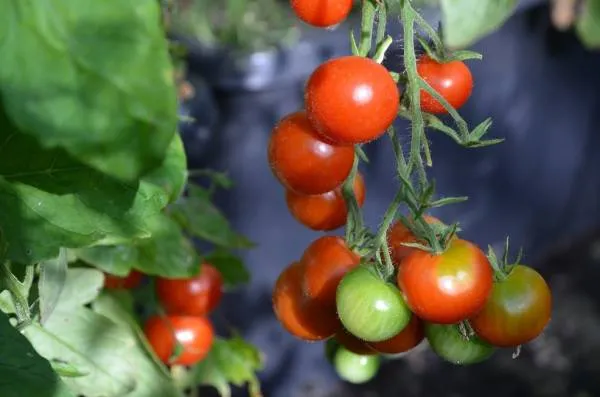 BIO-Samen Tomate Kirsch- Papa Augustin