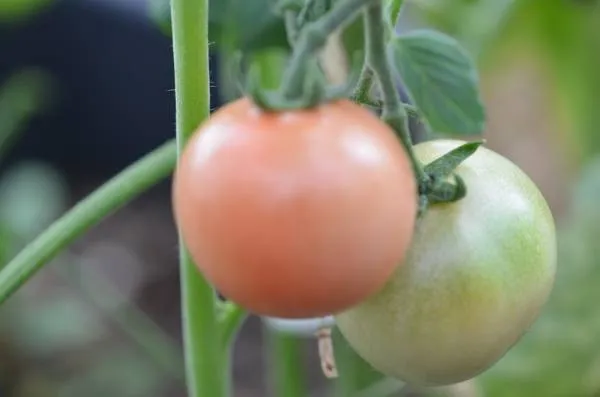 BIO-Samen Tomate Kirsch- Brandywine Cherry