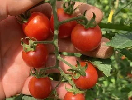 BIO-Samen Tomate Kirsch- Kemptner Kirsche