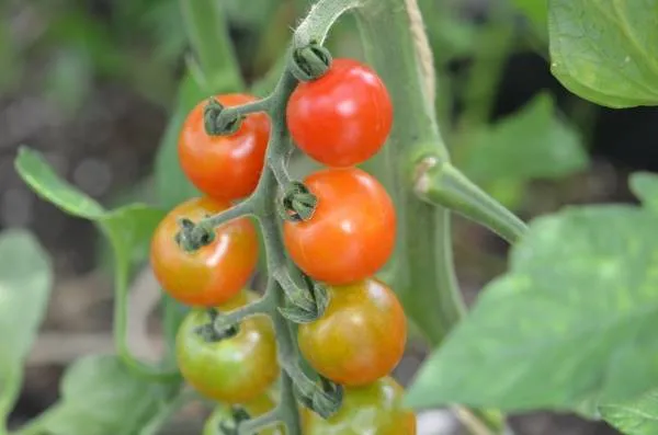 BIO-Samen Tomate Kirsch- Waltingers Cocktail