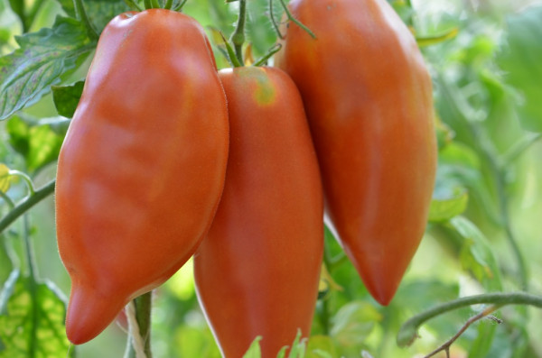 BIO-Samen Tomate Flaschen- Jersey Devil