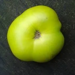 BIO-Pflanze Tomate Fleisch- Immergrün