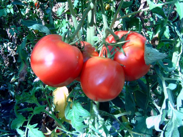 BIO-Pflanze Tomate Fleisch- Berner Rose Alte Tomatensorte